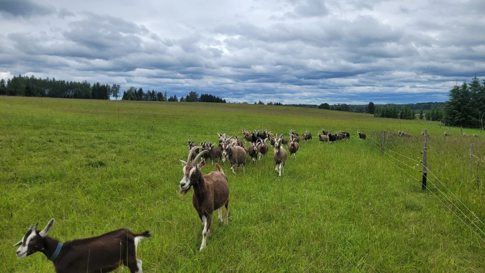 International Experience