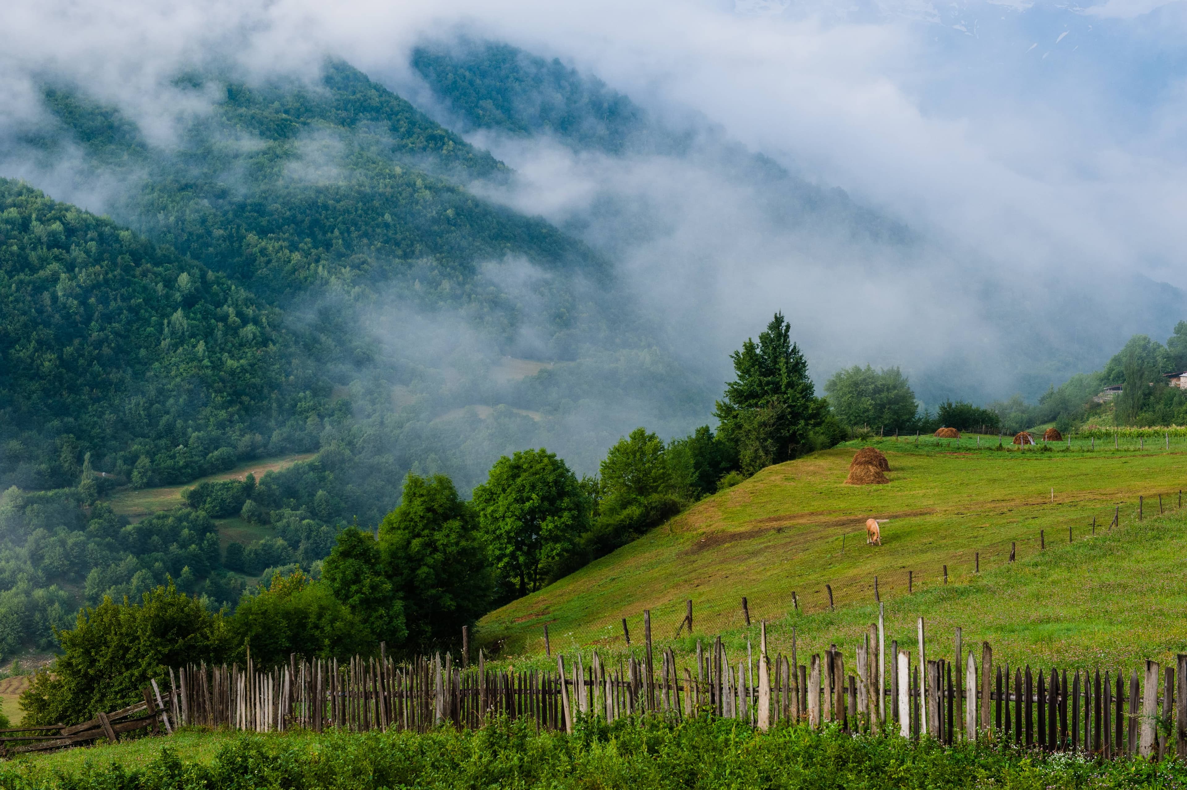 Organic Corner Background